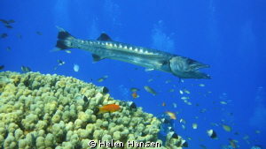 Barracuda by Helen Hansen 